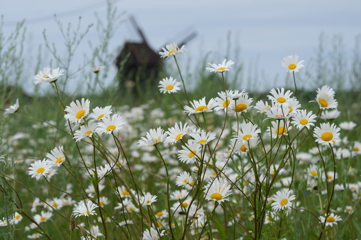 фото: Sebastian Willnow/dpa/Global Look Press