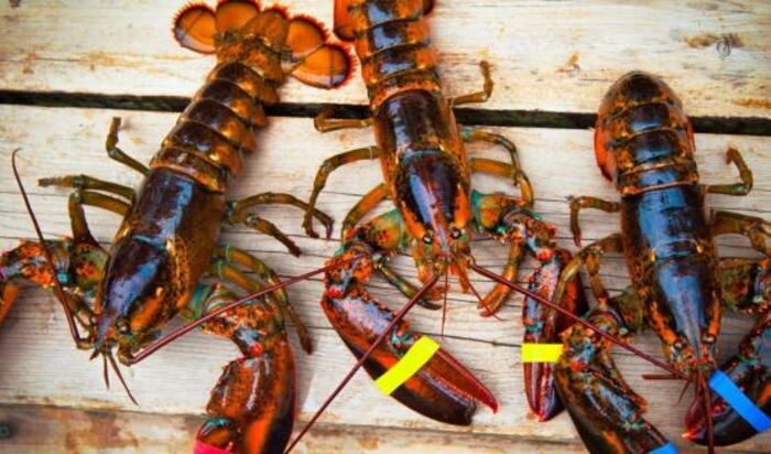 Источник фото: фото из открытых источников - для иллюстрации