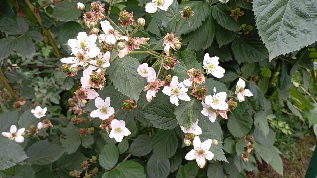 Ежевика дарит нам не только полезную и вкусную ягоду, но еще и очень красиво цветет белоснежными и розовыми цветами.