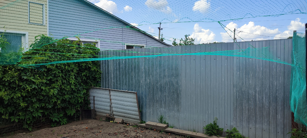 Натянул сетку над выгулом от хищных птиц, хочу сюда переселить молодняк. 