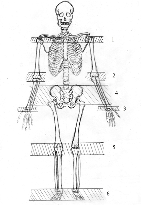 Рис. 1. Суставы человека, расположенные в шести плоскостях, перпендикулярных оси позвоночного столба, в которых возможно движение. Плоскости 1-3 относятся к скелету свободных верхних конечностей, плоскости 4-6 – к скелету свободных нижних конечностей.