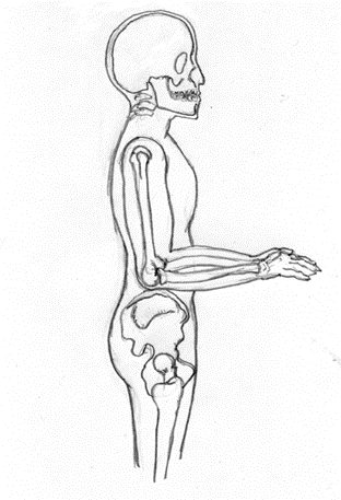 Рис. 2. Плоскость, образуемая в результате сгибания рук в локтях, расположенная в плоскости гребешка подвздошной кости