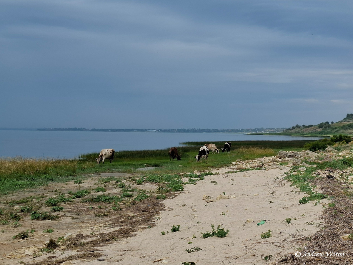 Местные коровы