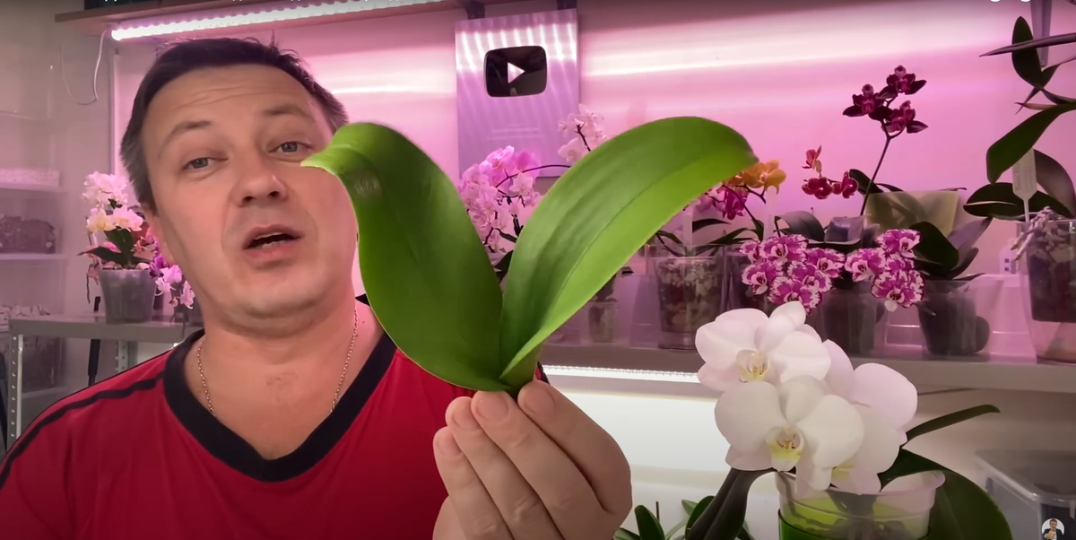 Орхидея с сгнившими корнями и основанием