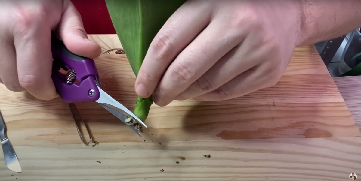 Очишаем основание орхидеи