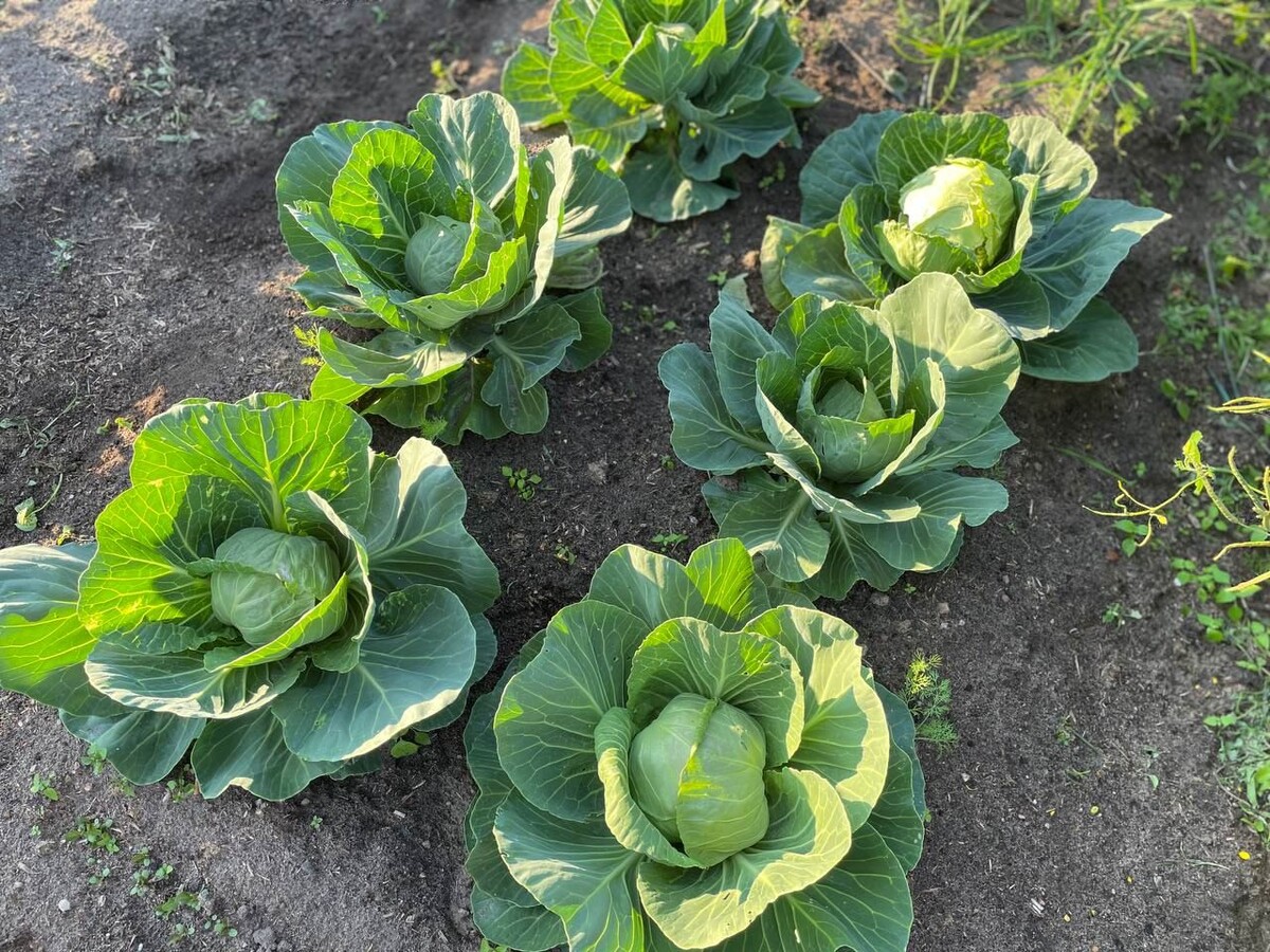 Получились кочаны разного срока созревания. Первый кочан срезала в 20-х числах июня. Фото автора