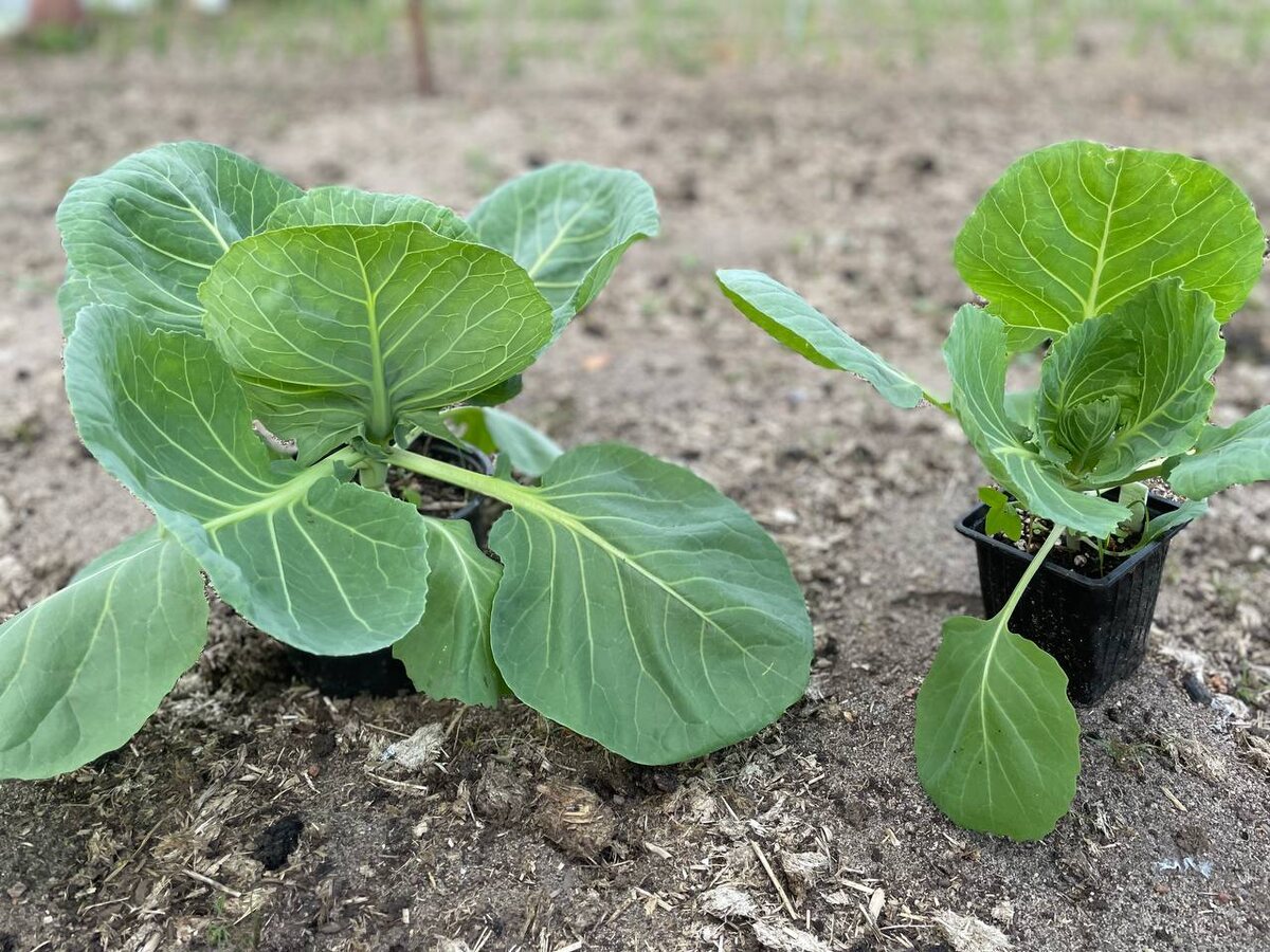 Рассада ранней капусты растет в горшках разного объема и выглядит по-разному. Крупная рассада дала ранний урожай. Фото автора  