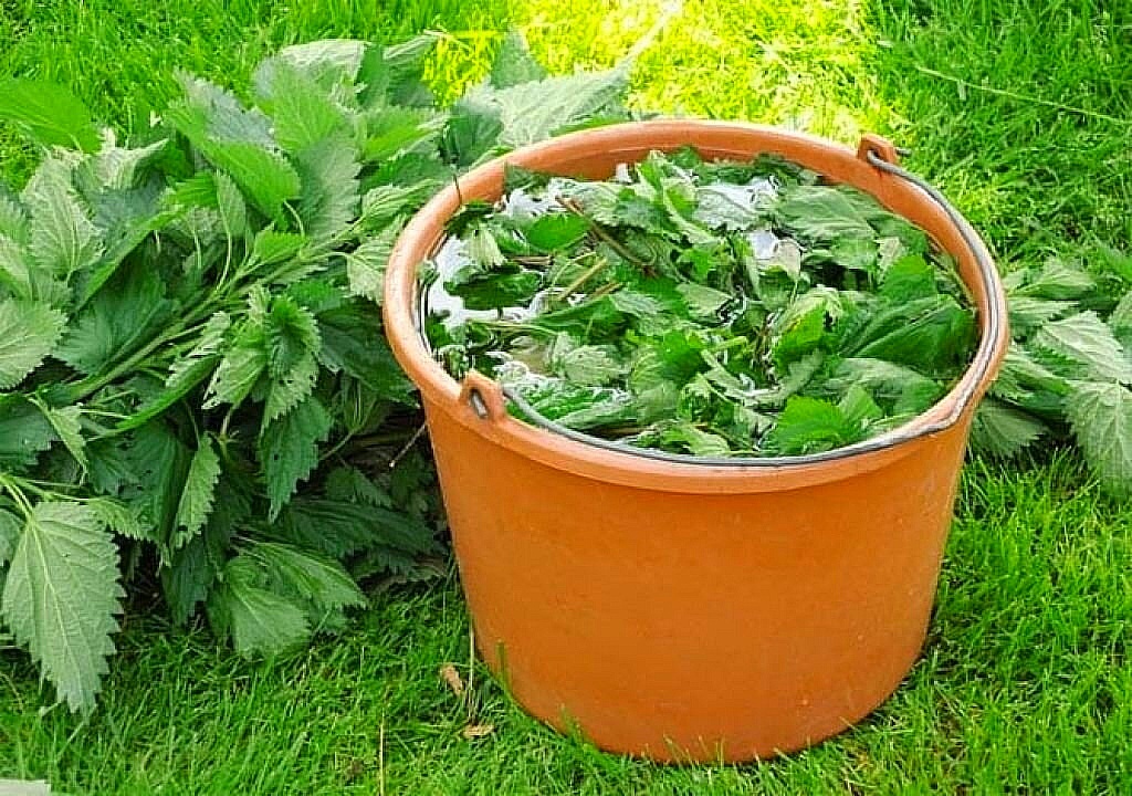 Настой крапивы