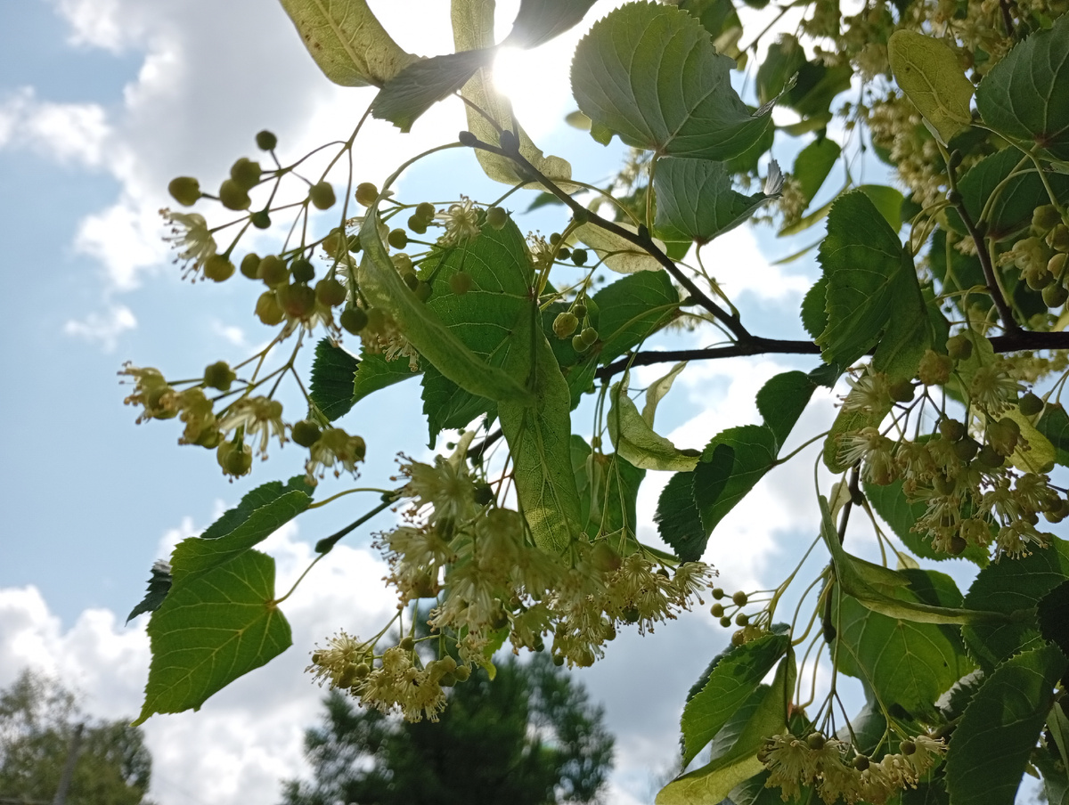 липа в этом году цвела особенно обильно и долго - потому что было прохладно