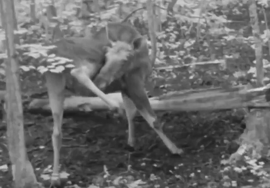    Животное преподало настоящий мастер-класс своим зрителям