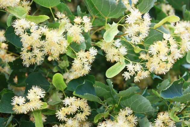 Липа – медовое дерево