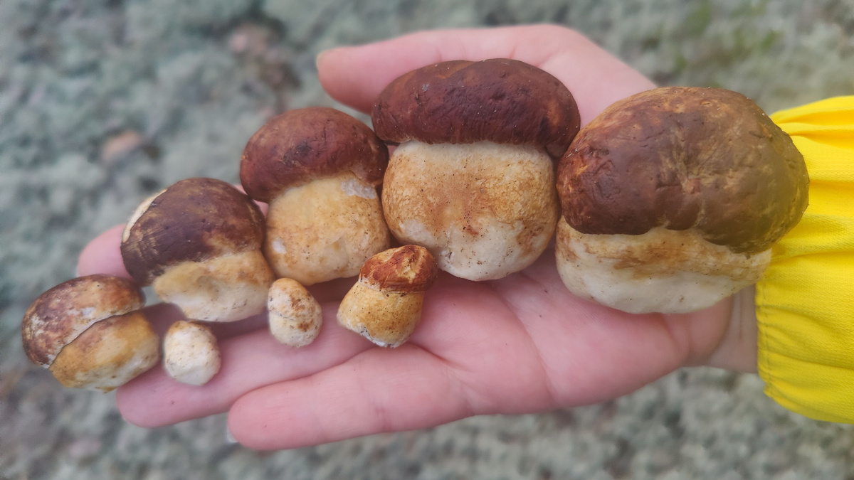 Красивая картинка, но ничего больше. 