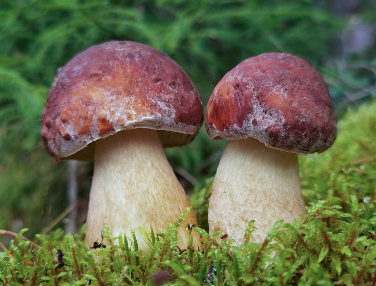 Само совершенство. Белые грибы сосновые (Boletus pinophilus)