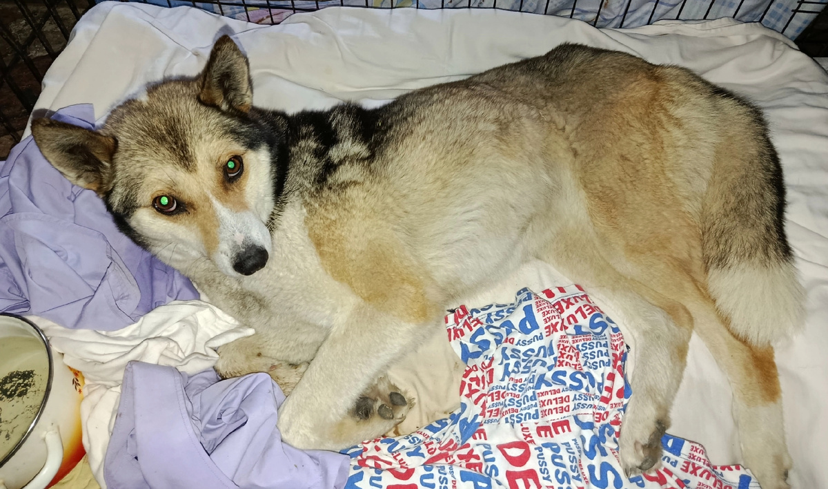 Она очень слаба, истощена… 