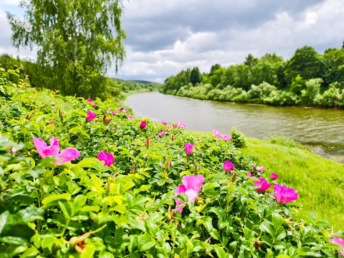 Шиповник у Днепра 