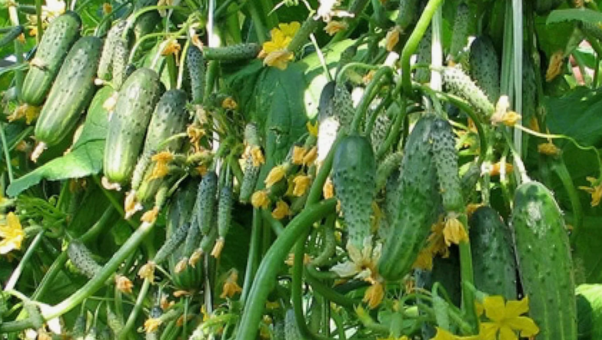 Огурцы — одна из самых популярных культур 