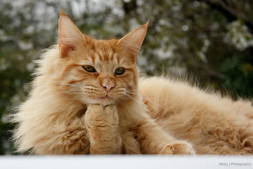 Взято на просторах инета