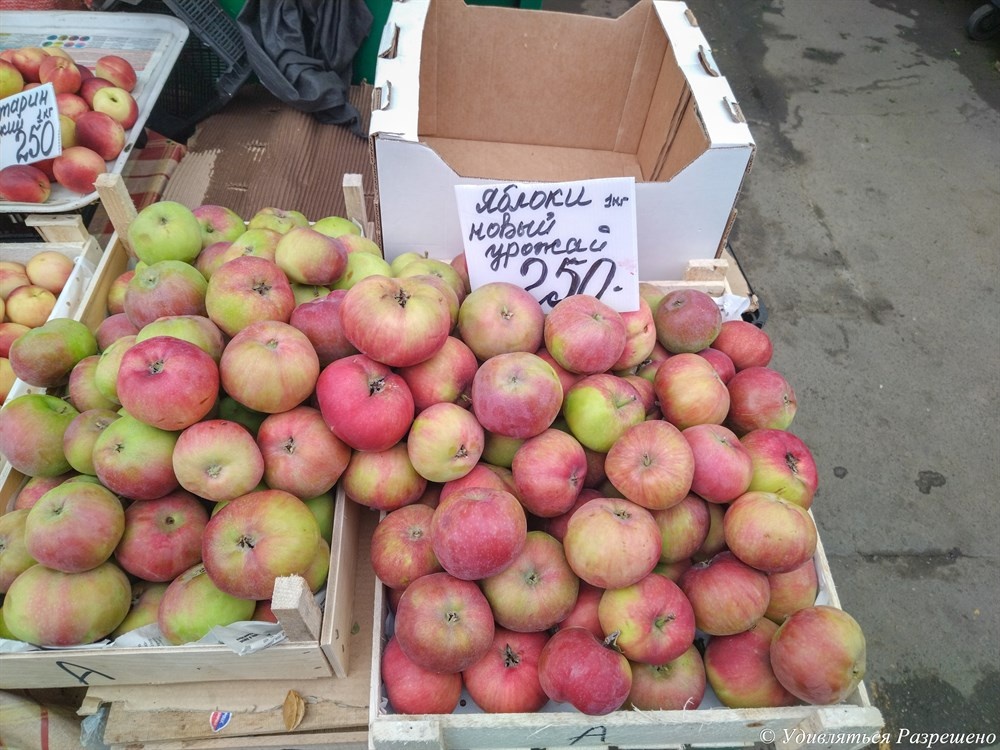 Яблоки новые