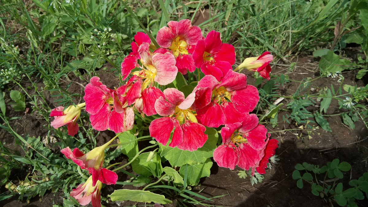 Один из кустиков настурции Розовый шифон (фото автора)