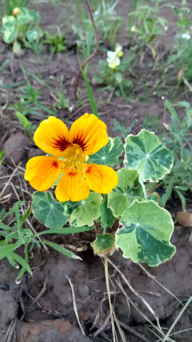 Примерно так выглядит. В архиве нашлась только эта фотография с таким несерьёзным кустиком😄 (фото автора)