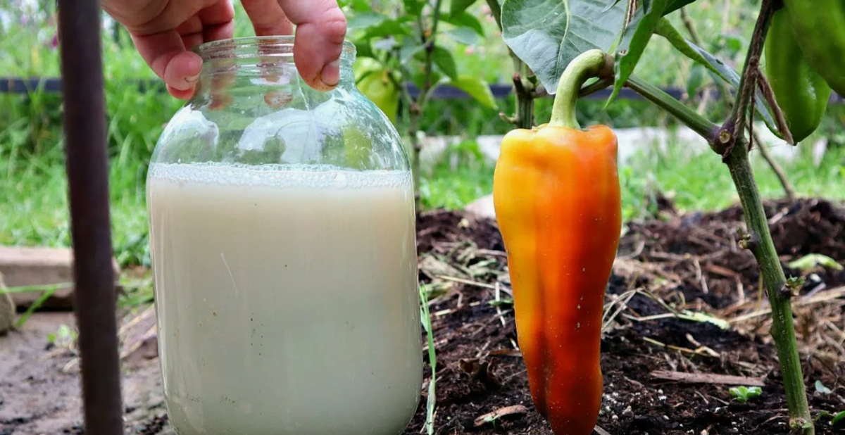 Июль — ключевой этап в жизни перца