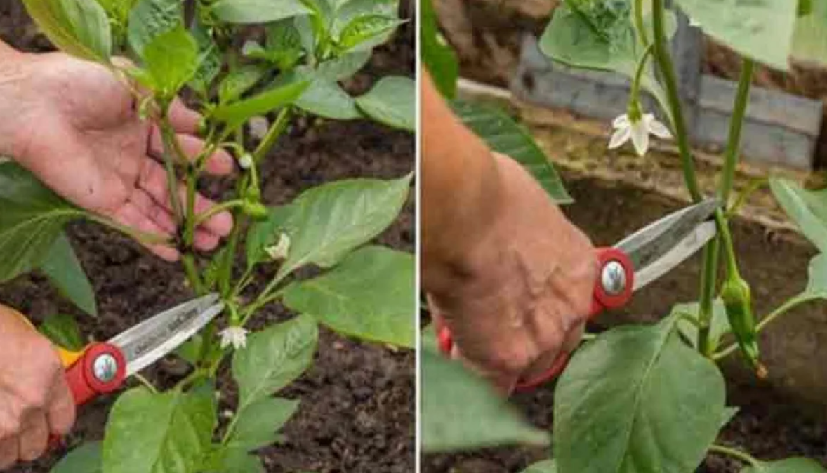Почему пасынкование влияет на урожайность