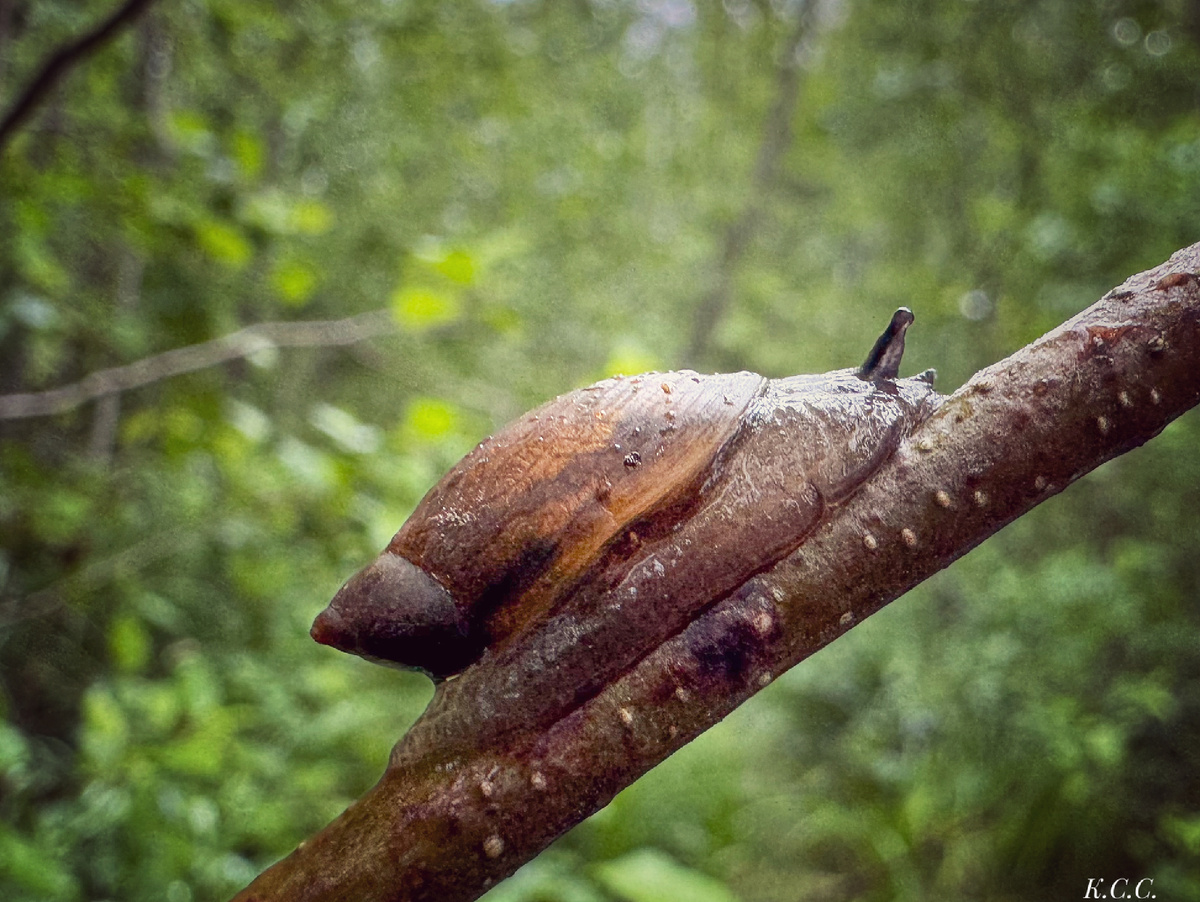 Янтарка обыкновенная /Succinea putris, фото автора