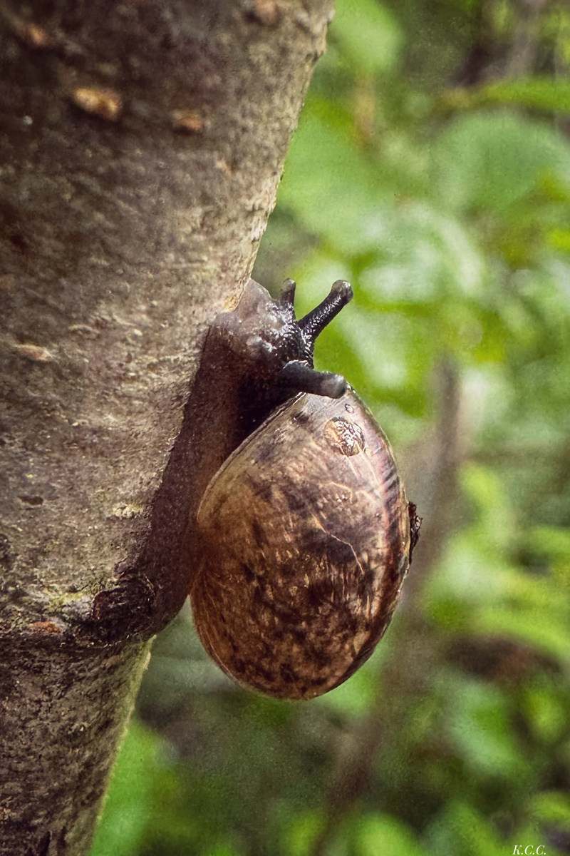 Янтарка обыкновенная /Succinea putris, фото автора