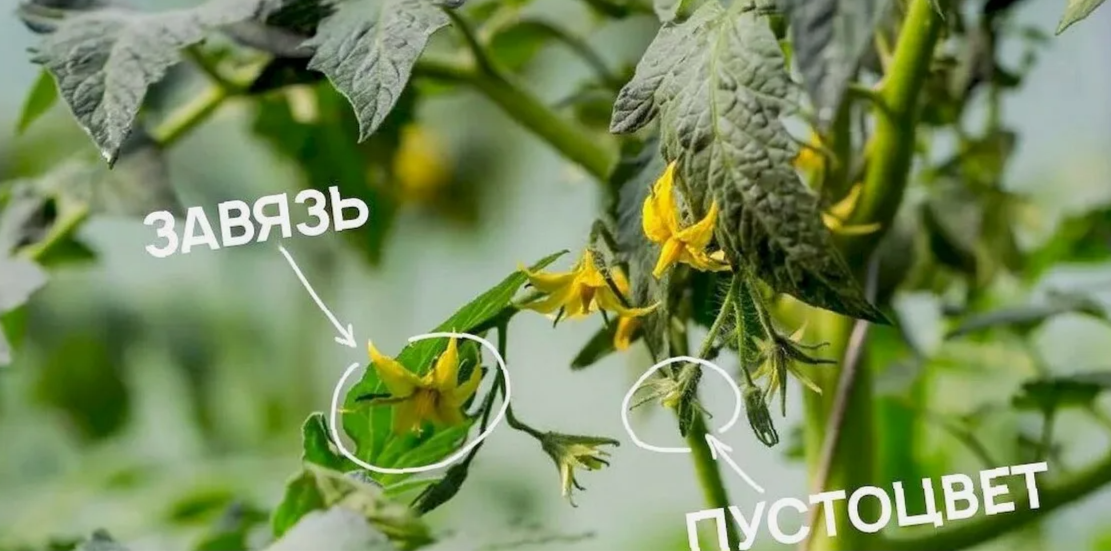Фаза цветения томатов — критический этап