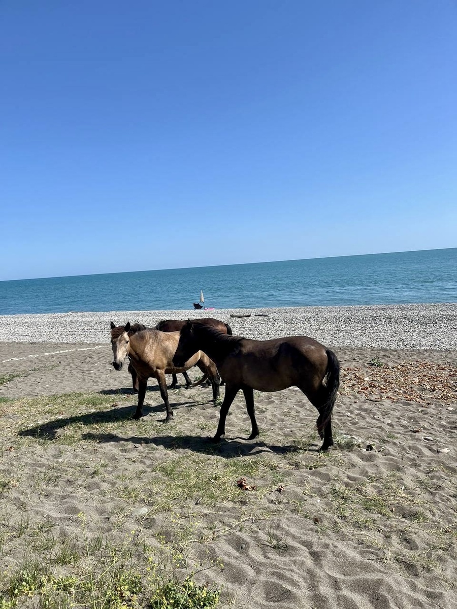 Тоже на пляж пришли отдыхать) 🏖️ 