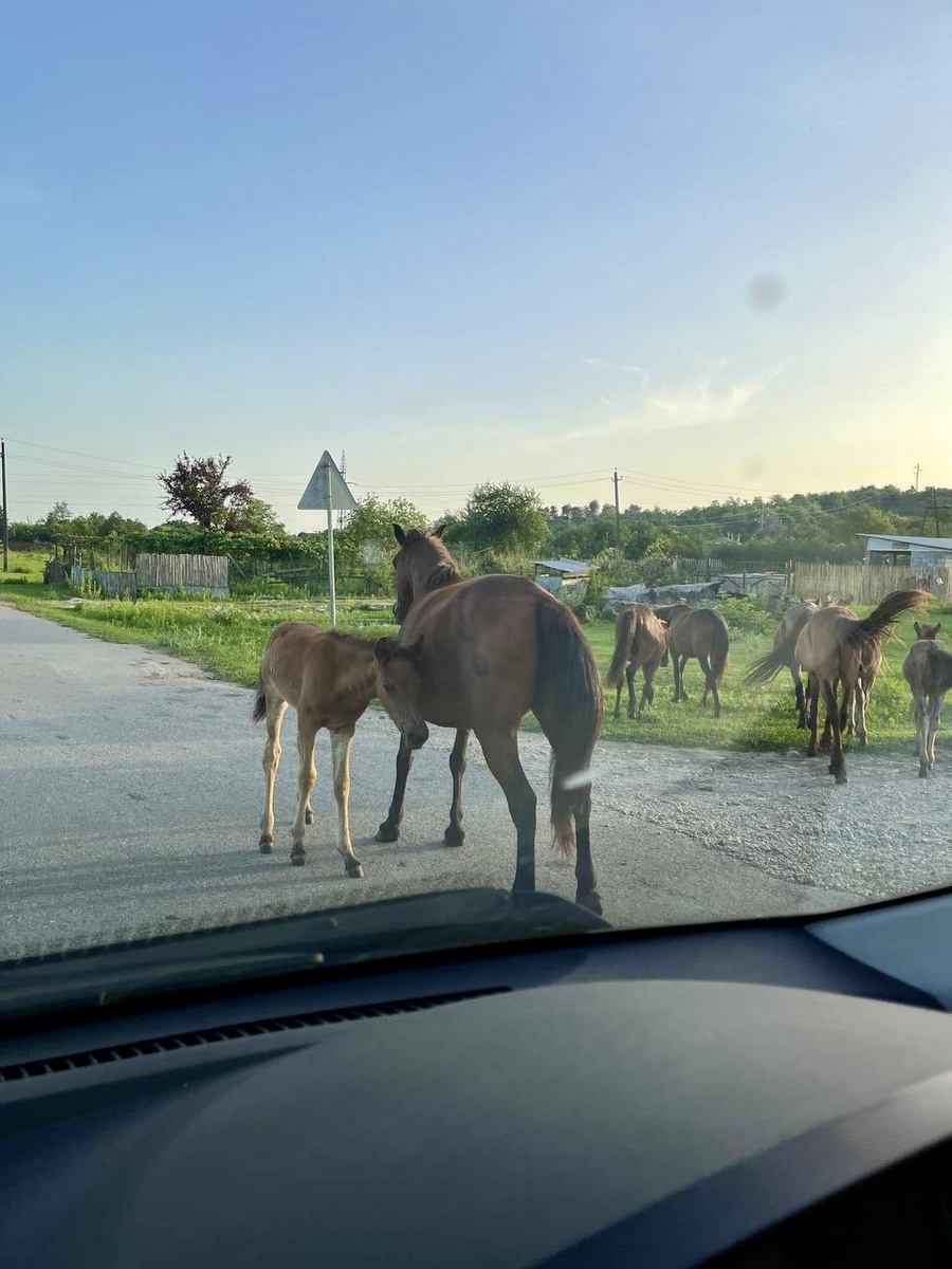 Жеребенок кушал, мы спугнули 