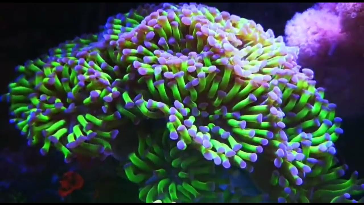 Euphyllia paranchora