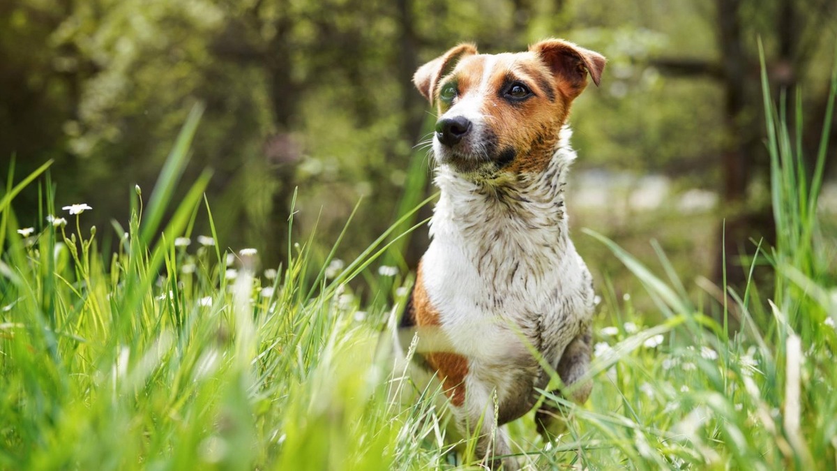    Это не шалость — это зов предков! Даже самый чистюля не устоит перед хорошей лужей.