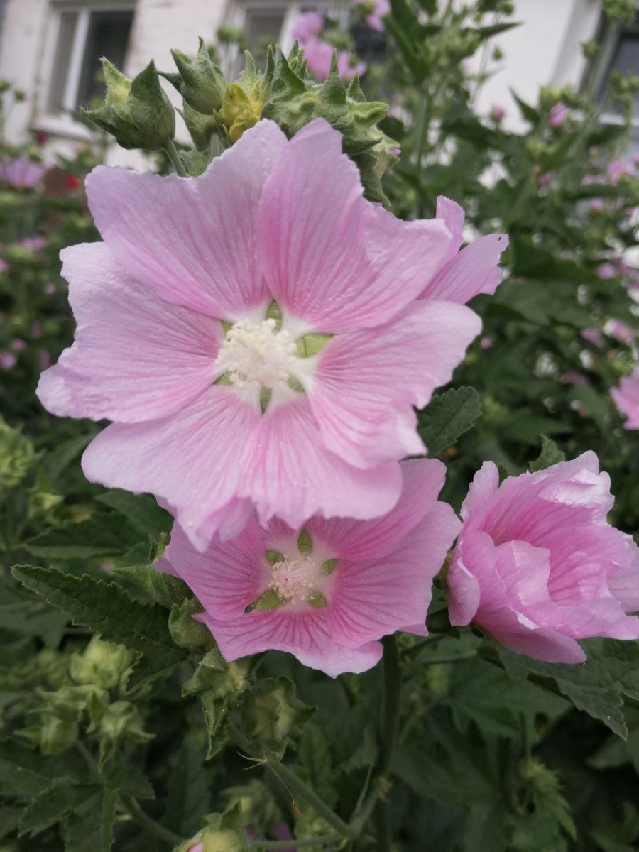 Лето всё расцветает и расцвеает