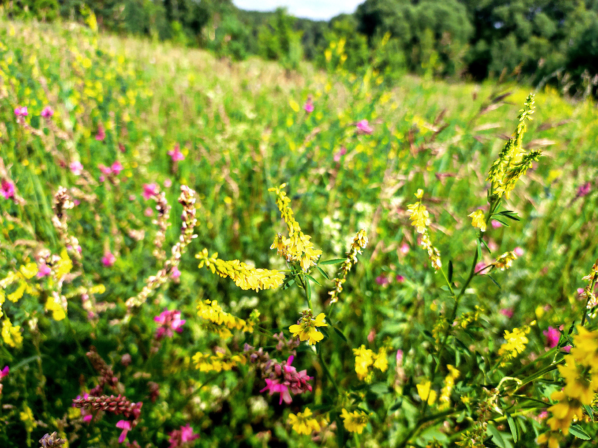 Моя прогулка фото автора 