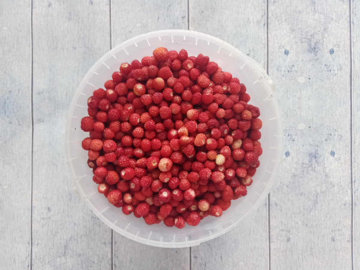 Лесная земляника. 