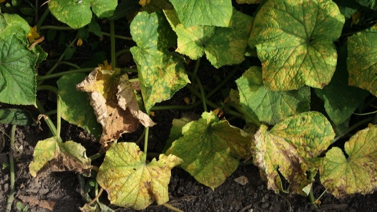 Так выглядели мои огурцы после экстремальной погоды - листья повисли, завязи осыпались