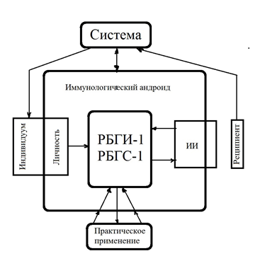 Организация отдельных инфраструктур РБГИ - 1 и РБГС - 1, при размножение иммунологического андроида 