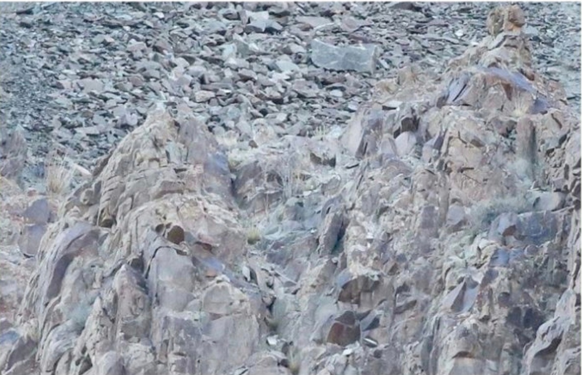 Где прячется снежный барс?