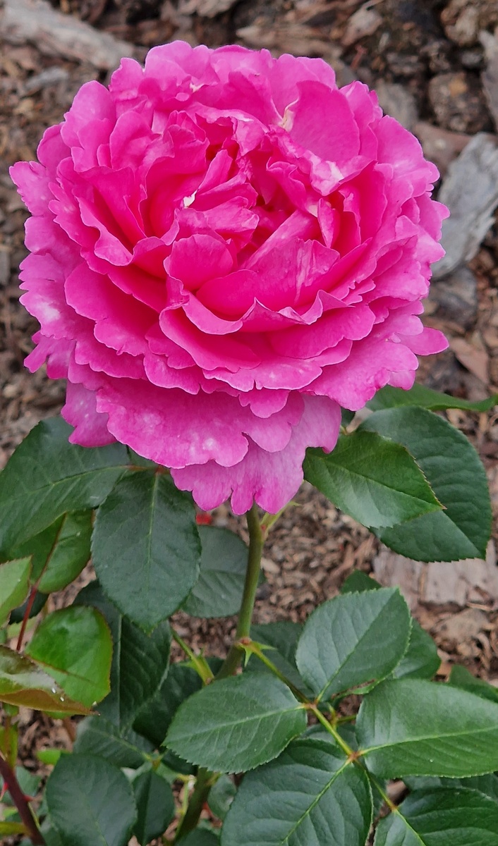 Тут несколько портретов нашей ‘Ив Пьяже’ в предыдущие сезоны.
 