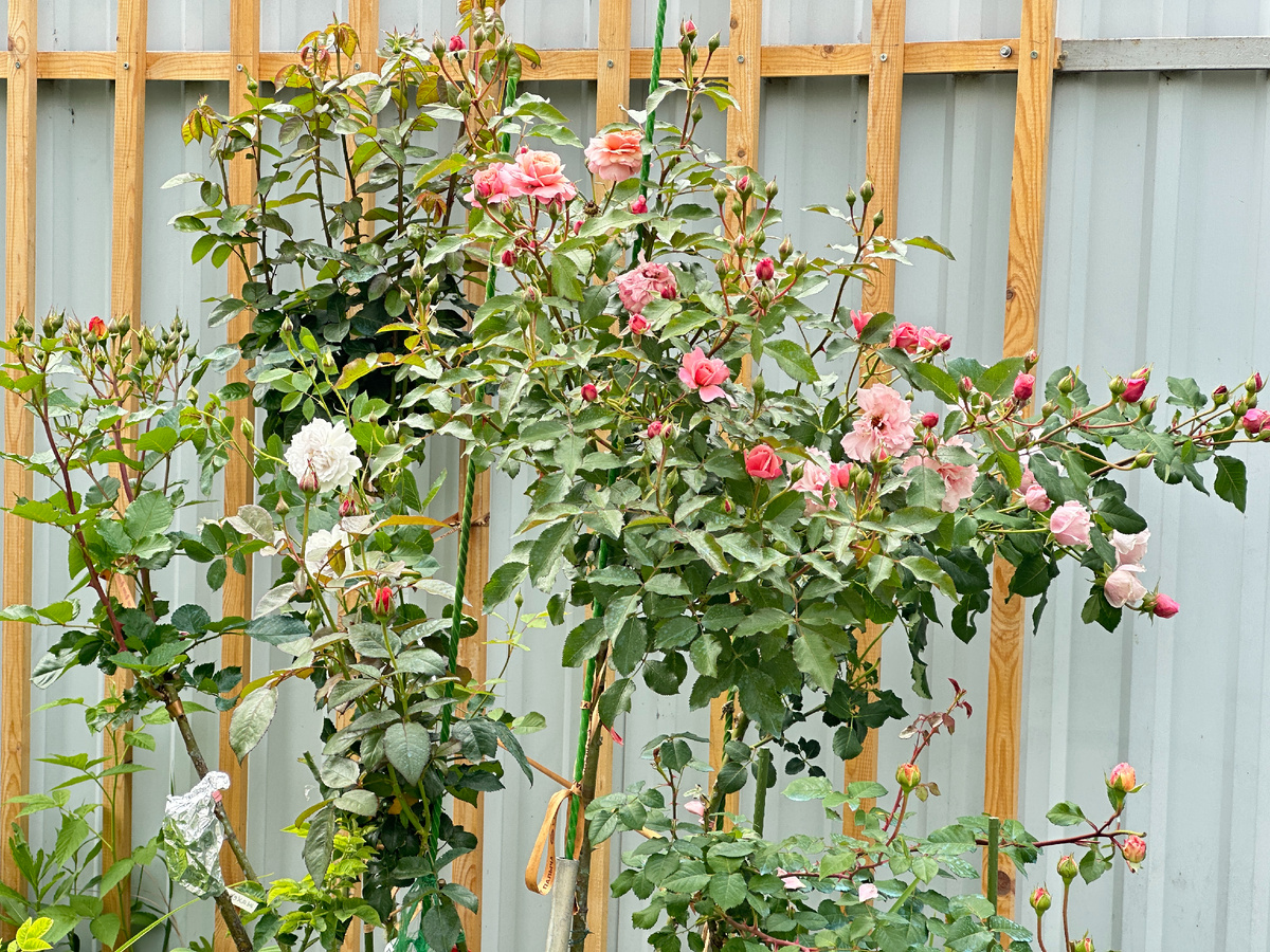 Вот так выглядит сейчас мой напривитый куст шиповника.