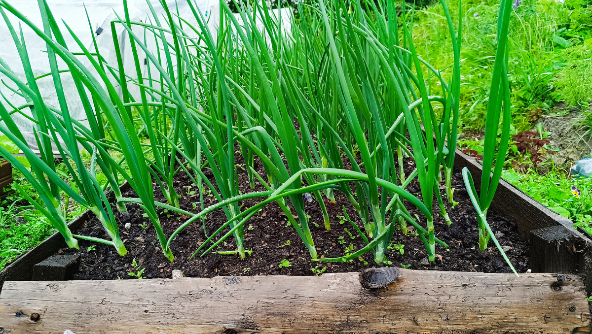Грядка с луком.