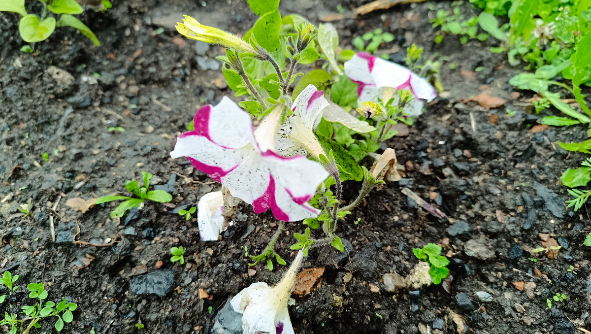 Цветы петуньи после дождя.