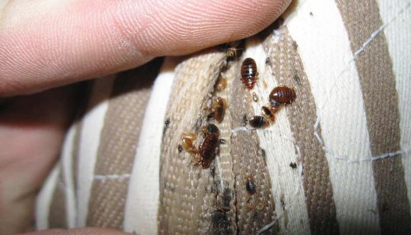 Как вывести клопов 