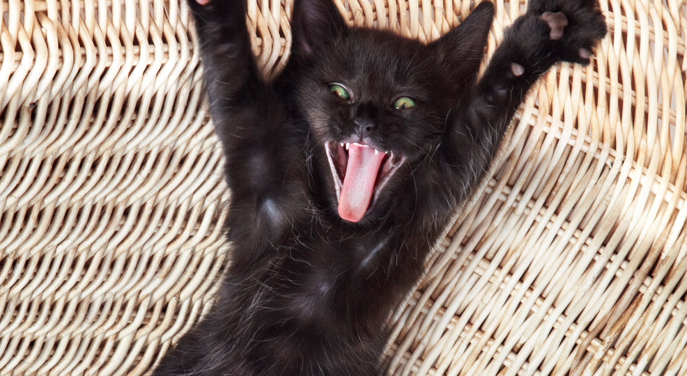 😺 Зачем вам кошка? Серьёзно-шуточный список причин