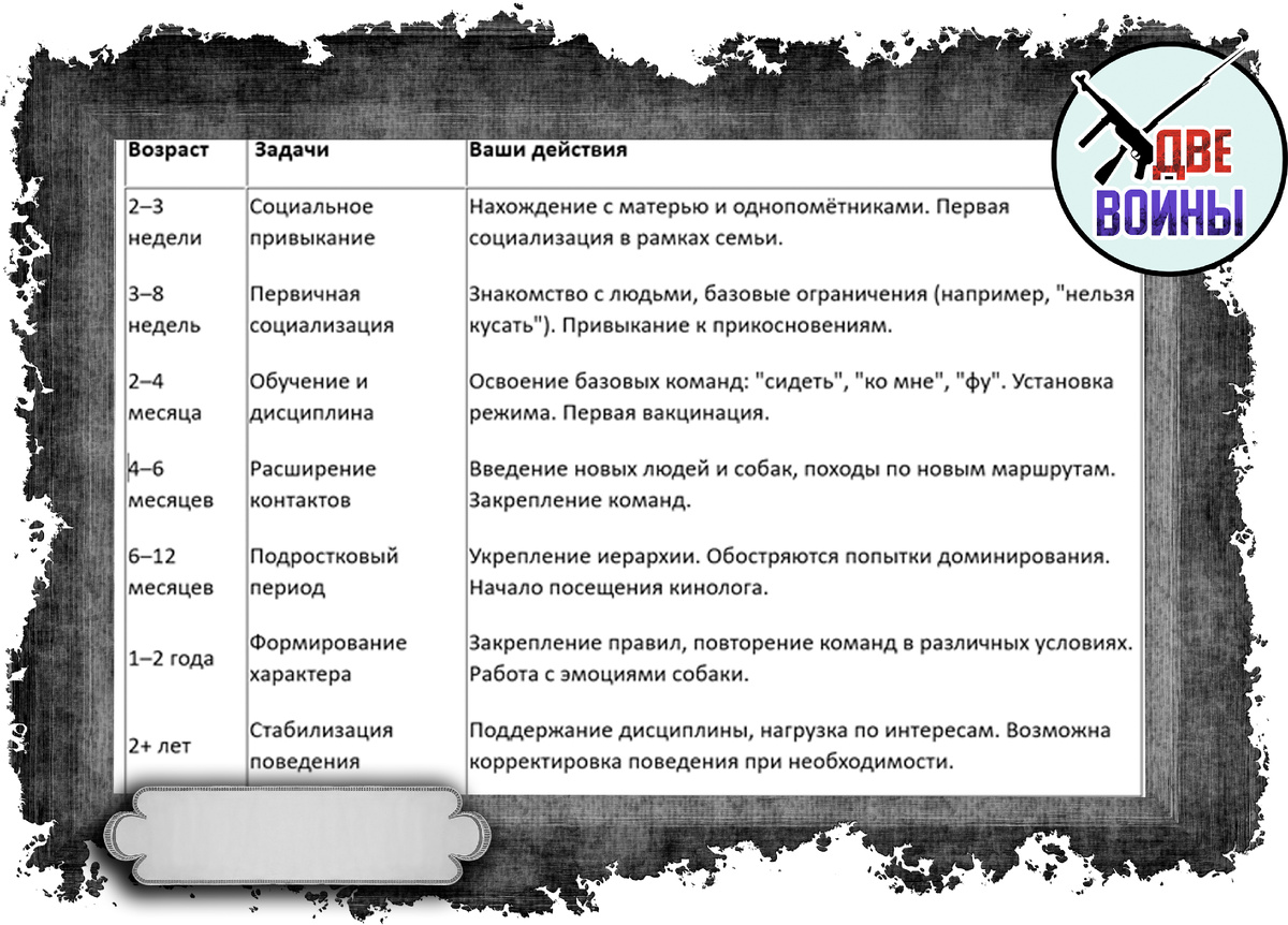 Этапы воспитания американского бульдога по возрасту