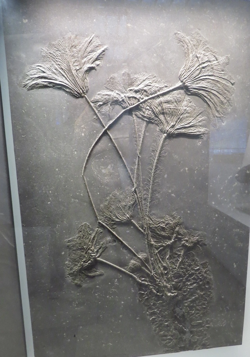 Колония сейрокринов в Urwelt Museum Hauff, Хольцмаден; фото Александра Мироненко