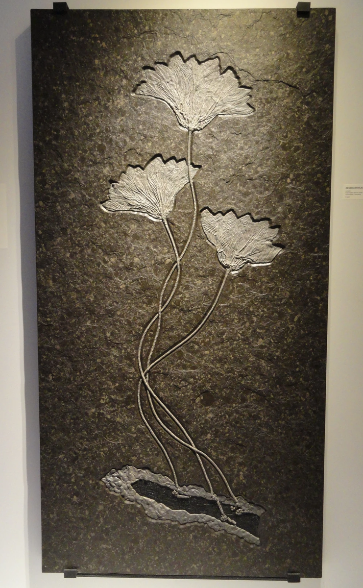 Seirocrinus subangularis в экспозиции Хьюстонского музея естественной истории, фото Daderot