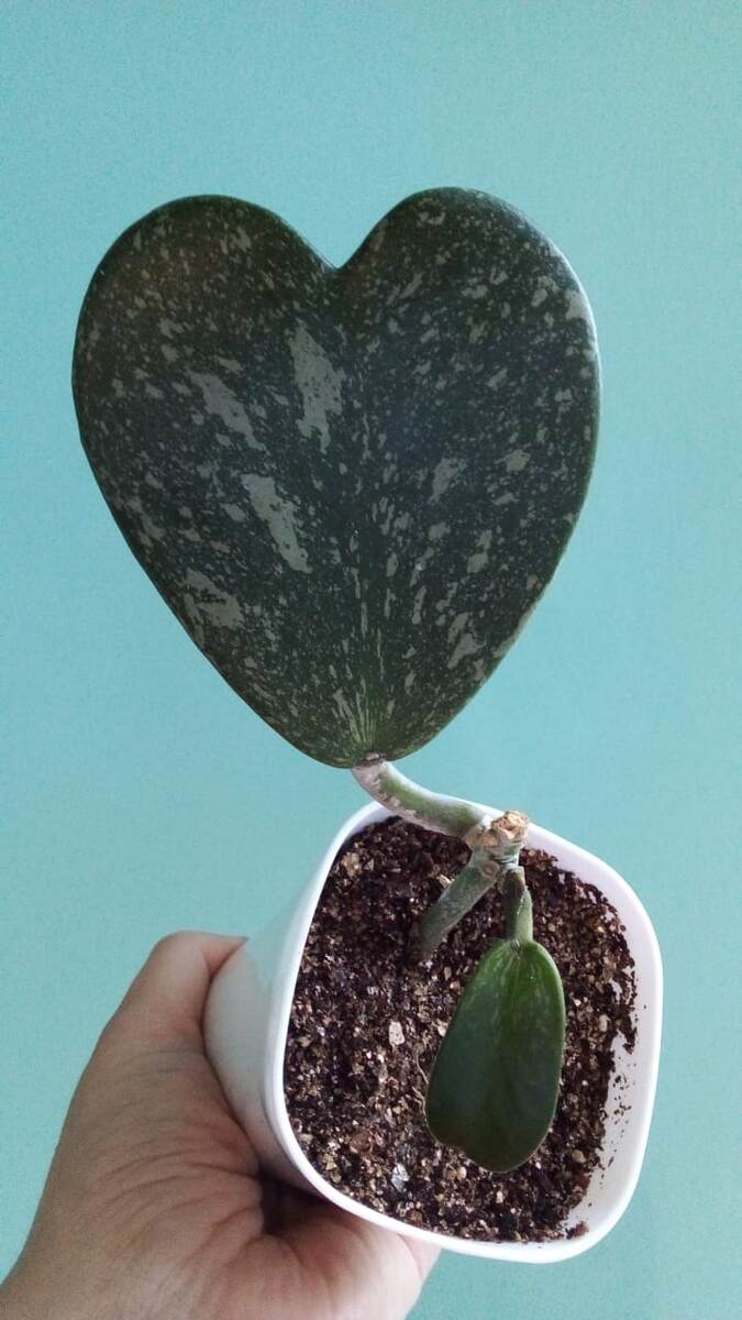 Hoya Kerrii splash (Хойя Керри) - супер красивая серделистная хойя-слон :)) Покрути-ка ее, когда она уже отрастила свои усищи и облиствляется)) Эта одна из хой слонишек, клторые рушат карнизы для штор, вися на них вместо штор и карниз не выдерживает и падает и к сожалению хойя сильно калечится, ломаются ветки и листья. Поэтому смело растим эту хойю только на опорах в кашпо!