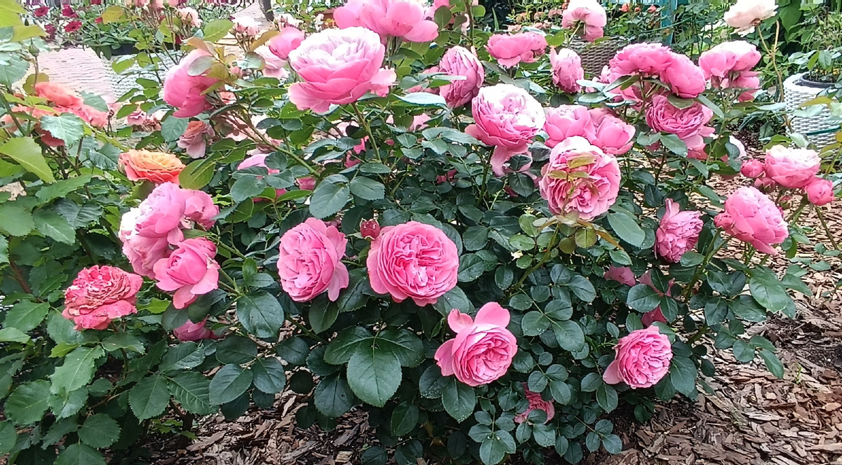 Роза Леонардо Да Винчи